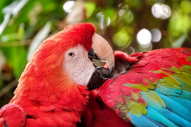 Colorful Parrot in Green Nature