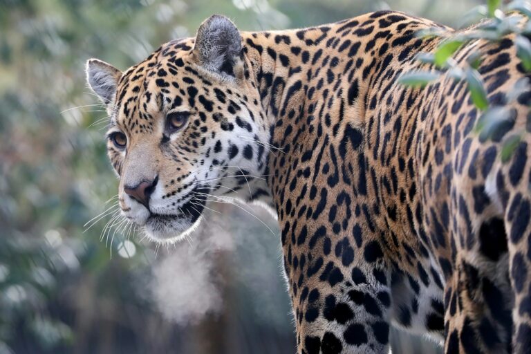 Jaguar