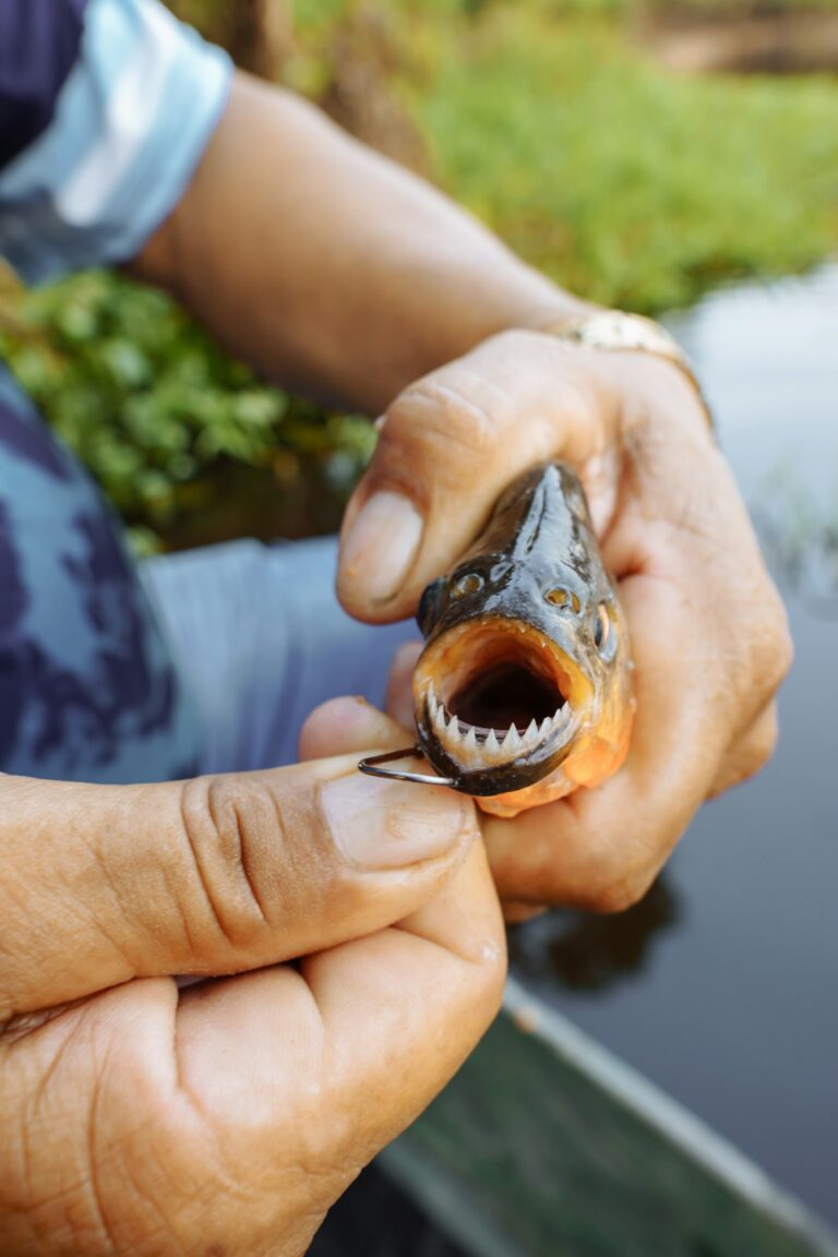 Piranha fishing. The fisherman shows the teeth of the fish.