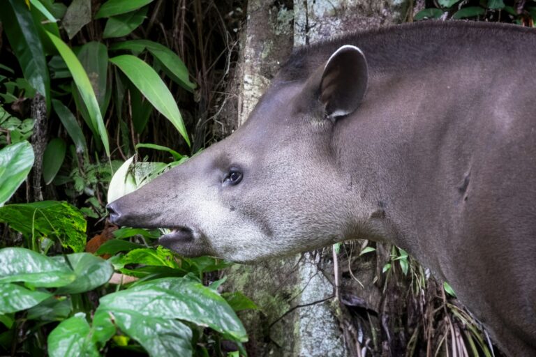 South American tapir (Tapirus terrestris), also commonly called the Brazilian tapir
