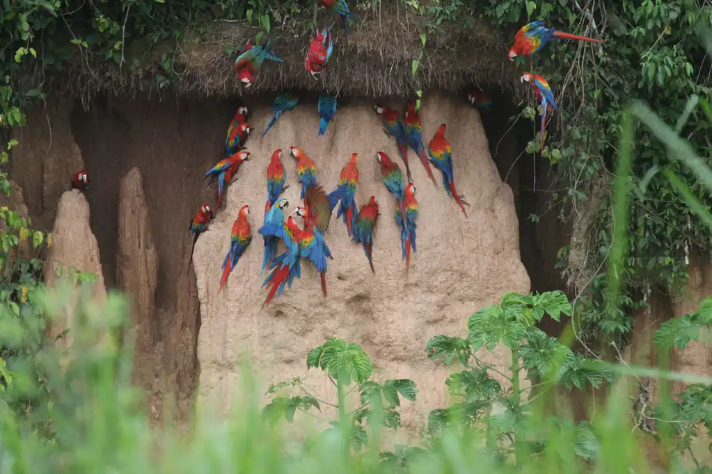 Macaw Clay lick