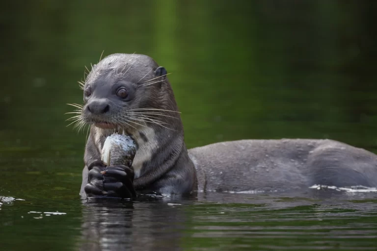 giant river otter