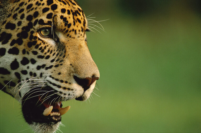 staffan_widstrand___wwf_canon_2_1_540913